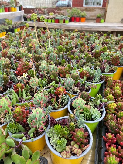 Super Seeds Many Different Shapes & Colors 300 Sedum Blend Pcs