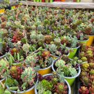 Super Seeds Many Different Shapes & Colors 300 Sedum Blend Pcs