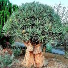 Super Seeds Succulent Plant Aloe Tree 5 Aloe Barberae Pcs