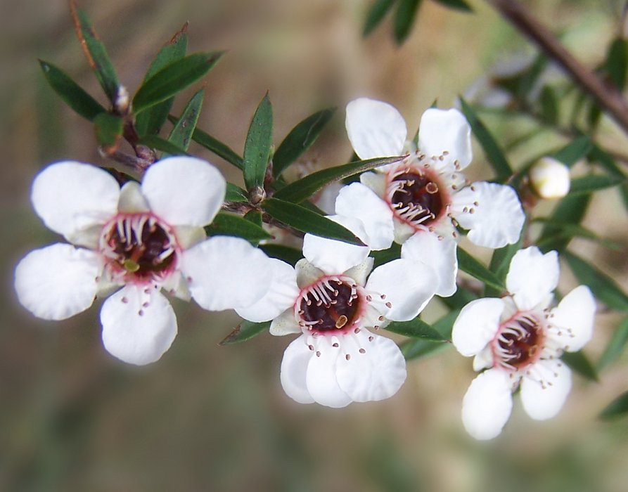 Super Seeds Myrtle White Flowers For Honey Leptospermum Manuka 50 Pcs
