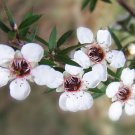 Super Seeds Myrtle White Flowers For Honey Leptospermum Manuka 50 Pcs