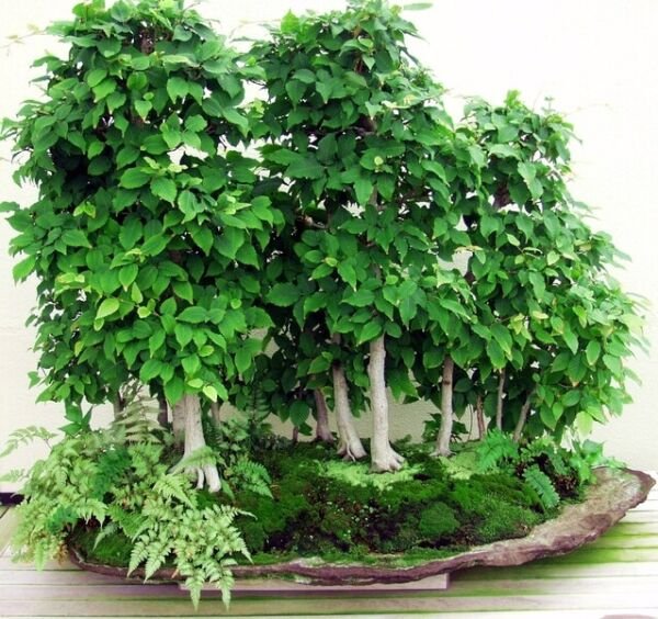 Super Seeds Saatgut Ideal Bonsai Garden Carpinus Betulus White Hornbeam 20 Pcs