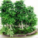 Super Seeds Saatgut Ideal Bonsai Garden Carpinus Betulus White Hornbeam 20 Pcs