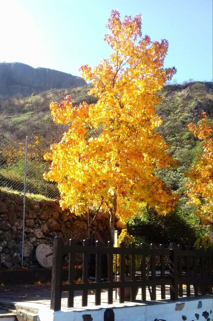 Super Seeds Samen Liquidambar Styraciflua 20 Pcs Graines