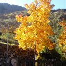 Super Seeds Samen Liquidambar Styraciflua 20 Pcs Graines