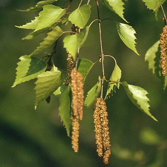 Super Seeds Birch Shoe Betula Pendula 350 Pcs