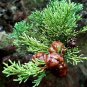 Super Seeds Suitable For Bonsai Cipres Semprevirens 60 Pcs
