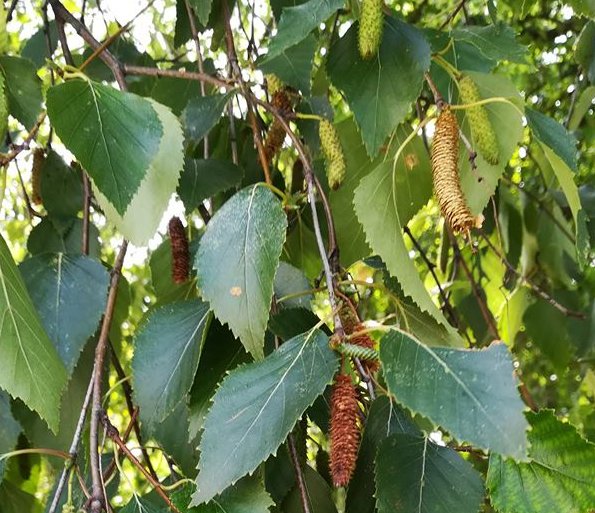 Super Seeds Bonsai Abedul Betula Pendula 350 Pcs