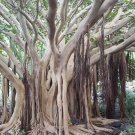 Super Seeds Peepal Tree Ficus Religious Sacred Fig 80 Pcs