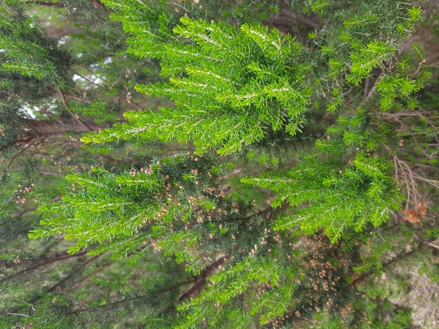 Super Seeds Fresh Heather White Erica Arborea 2000 Pcs