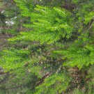 Super Seeds Fresh Heather White Erica Arborea 2000 Pcs