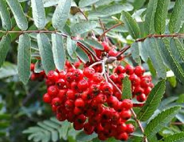 Super Seeds Sorbus Aucuparia Hunter Rowan 30 Pcs