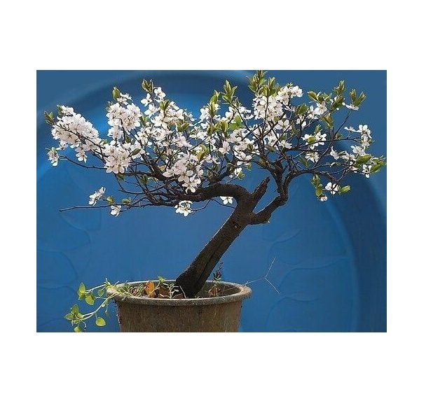 Super Seeds Ideal Bonsai Arabic Cerezo From Santa Lucia 15 Pcs