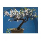 Super Seeds Ideal Bonsai Arabic Cerezo From Santa Lucia 15 Pcs