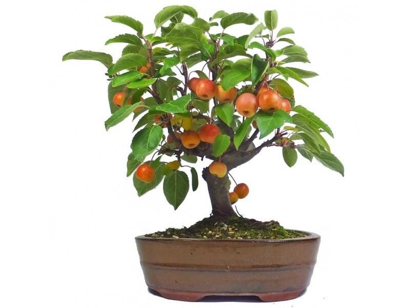 Super Seeds Ideal Bonsai Malus Bacatta Siberia Apple 20 Pcs