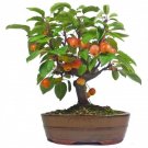 Super Seeds Ideal Bonsai Malus Bacatta Siberia Apple 20 Pcs