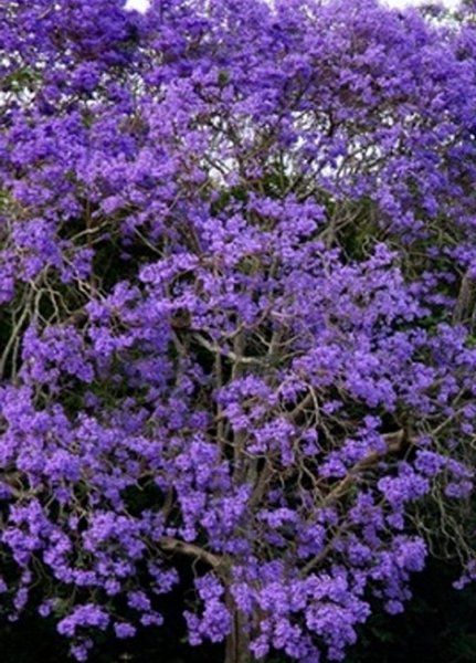 Super Seeds Grains Jacaranda Mimosifolia Tarco 155 Pcs