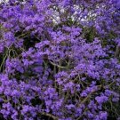 Super Seeds Grains Jacaranda Mimosifolia Tarco 155 Pcs