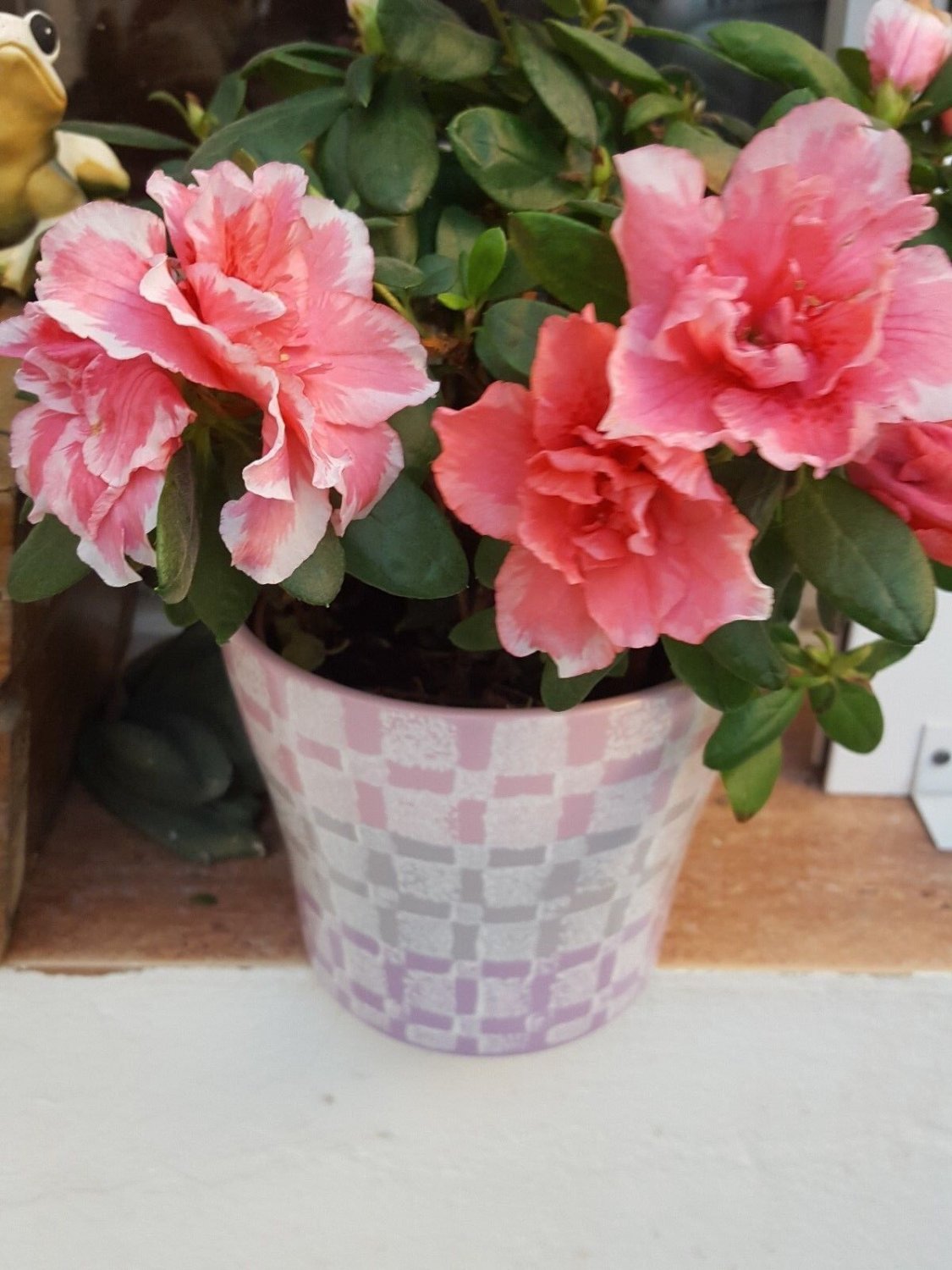 Super Seeds Bonsai Rhododendron Rosa Azalea 100 Pcs