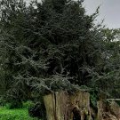 Super Seeds Cedro Del Libano Cedar Of Lebanon 20 Pcs