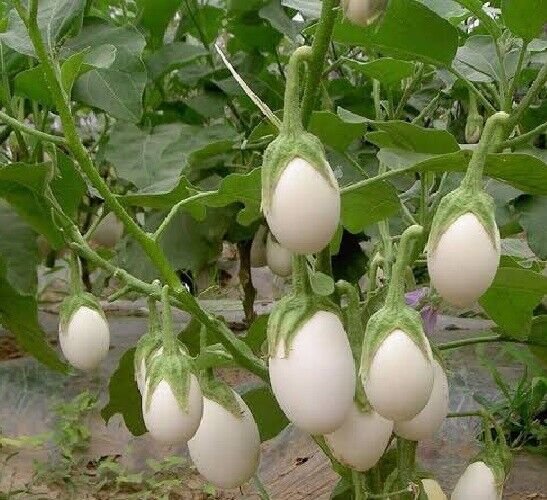 Super Seeds Solanum Edible White Eggplant Plant Egg 50 Pcs