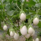 Super Seeds Solanum Edible White Eggplant Plant Egg 50 Pcs