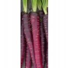 Super Seeds Purpura Orchard Garden Very Sweet Purple Carrot 350 Pcs