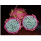 Super Seeds Excellent Taste Pitaya Hylocereus White Meat Pitahaya 50 Pcs