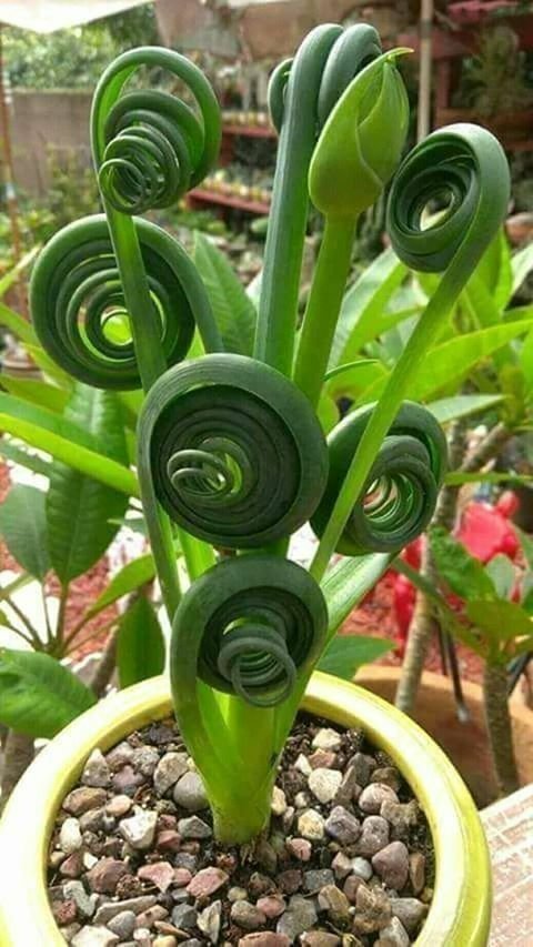 Super Bouchon Albuca Spiralis Fizzle Sizzle Seeds Pcs 6 Graines Albuca Tire