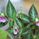 Super Gloxinella Gesneriad Seeds Pcs 8 Of Kohleria Lindeniana