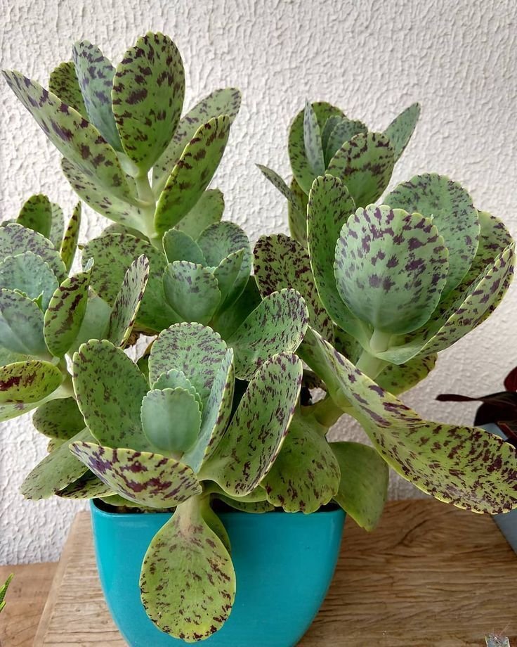 Super Kalanchoe Marmorata Seeds Pcs 15 Penwiper Plant