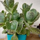 Super Kalanchoe Marmorata Seeds Pcs 15 Penwiper Plant