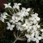 Super Kalanchoe Marmorata Seeds Pcs 15 Penwiper Plant