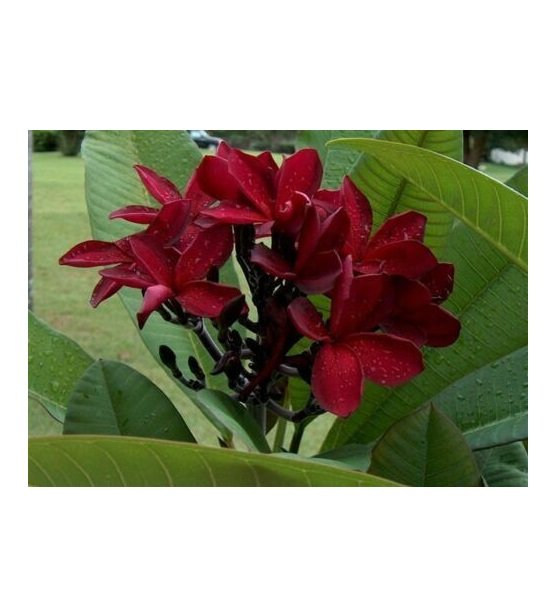 Super Plumeria Rubra Scott Pratt Seeds Pcs 3 Frangipanier Rouge Sang
