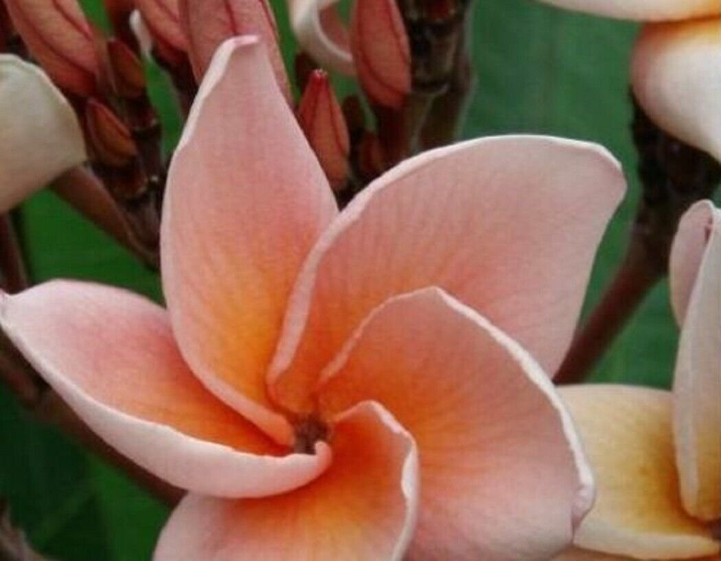 Super Plumeria Rubra Salmon Pink Seeds Pcs 3 Frangipanier Saumon Frangipani
