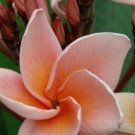 Super Plumeria Rubra Salmon Pink Seeds Pcs 3 Frangipanier Saumon Frangipani