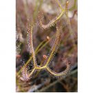 Super Drosera Binata Dichotoma Seeds Pcs 40 Carnivorous Drosera Forked Sundew