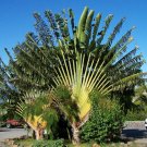 Super Ravenala Madagascariensis Seeds Pcs 5 Travelers Tree g245 Travelers Palm