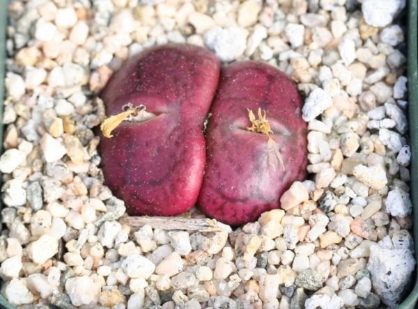 Super Conophytum Maughanii Seeds Pcs 4 Living Stones Cone Plant