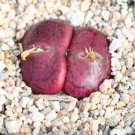 Super Conophytum Maughanii Seeds Pcs 4 Living Stones Cone Plant