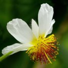 Super Sparmannia Africana Seeds Pcs 8 Apartment African Linden