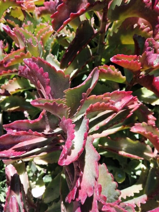 Super Leaved Kalanchoe Seeds Pcs 12 Kalanchoe Sexangularis Red