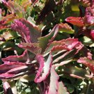 Super Leaved Kalanchoe Seeds Pcs 12 Kalanchoe Sexangularis Red