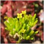 Super Leaved Kalanchoe Seeds Pcs 12 Kalanchoe Sexangularis Red