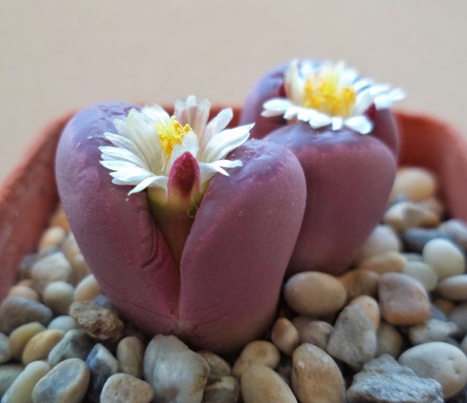 Super Lithops Optica Rubra Seeds Pcs 4 Of Red Lithops