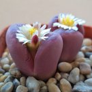 Super Lithops Optica Rubra Seeds Pcs 4 Of Red Lithops