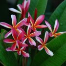 Super Plumeria Rubra Pinwheel Rainbow Seeds Pcs 3 Frangipanier Reel