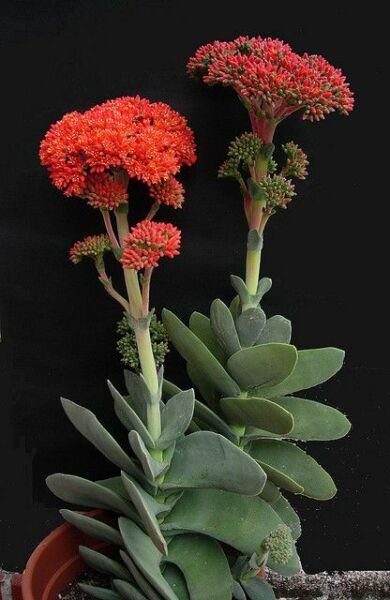 Super Crassula Perfoliata Catata Seeds Pcs 8 Of Propeller Plant