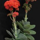 Super Crassula Perfoliata Catata Seeds Pcs 8 Of Propeller Plant