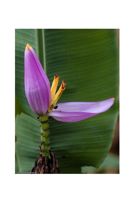 Super Musa Ornata Seeds Pcs 4 Ornamental Banana